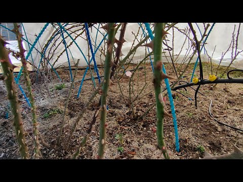 Видео: Стоят "страшные" чёрные розы🥹. Ну и что😸. Берем секатор и просто наводим порядок.