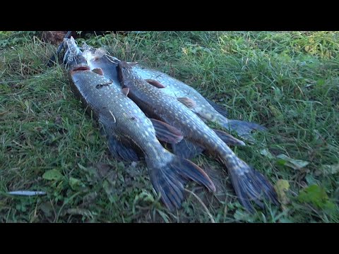 Видео: Щука и окунь на джиг осенью . Эта приманка сделала рыбалку !!!