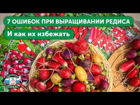 Видео: 7 ОШИБОК ПРИ ВЫРАЩИВАНИИ РЕДИСА.  Причины плохого урожая редиса и как их избежать