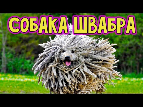 Видео: Комондор или Венгерская овчарка.