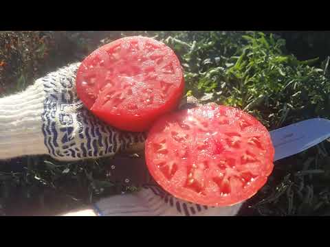 Видео: Обзор томатов на нашем огороде.