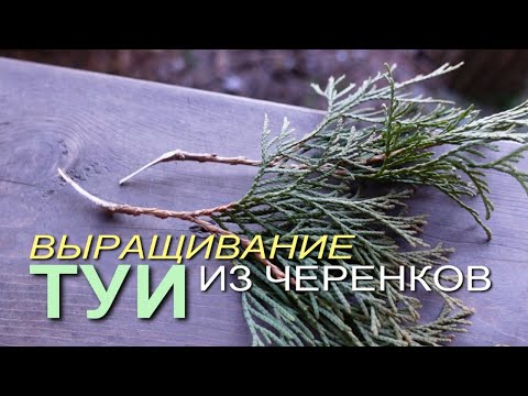 Видео: Вырастить ТУЮ из ЧЕРЕНКОВ совсем не сложно! Советы от ЗЕЛЕНОГО ОГОРОДА!
