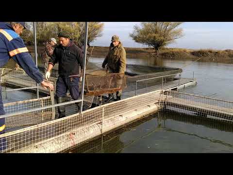 Видео: Чёрна икра будет у тебя уже на следующий год! Что для этого нужно. Закупка маточного стада стерляди.