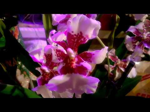 Видео: ОРХИДЕЯ КАМБРИЯ _ САМОЕ ВАЖНОЕ В УХОДЕ _