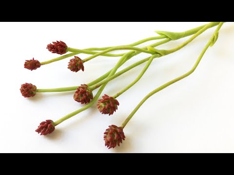 Видео: Кровохлебка из полимерной глины. Мастер-класс