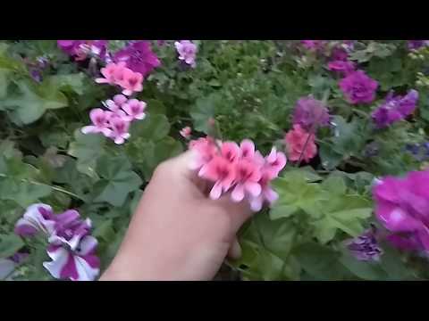 Видео: Обзор пеларгонии (гераней) в теплице на стеллажах.