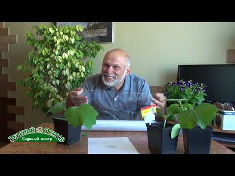 Видео: Прививка огурцов, дынь, арбузов