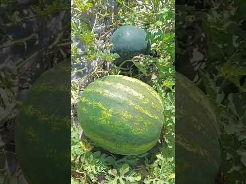 Видео: Признаки зрелости арбуза.