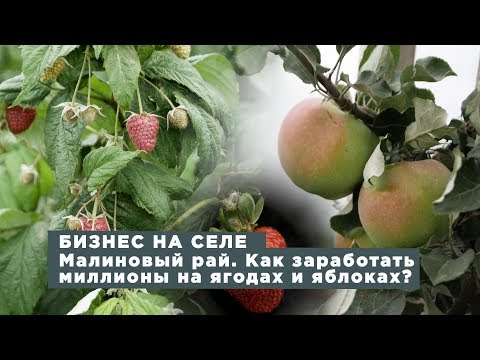 Видео: Бизнес на селе #40. Малиновый рай. Как заработать миллионы на ягодах и яблоках?