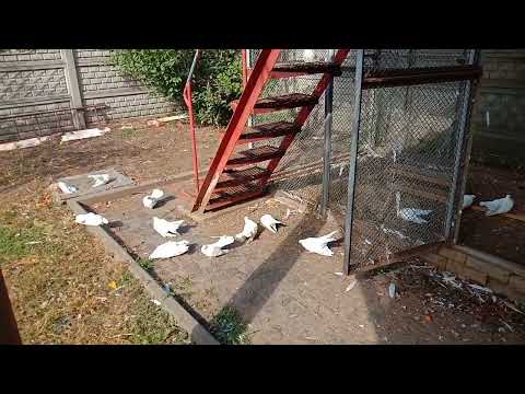 Видео: Памяти ушедших. Крюковские голуби.