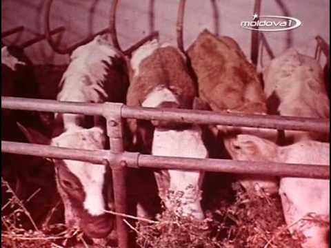 Видео: МССР - ЖИВОТНОВОДСТВО (1979 ГОД)