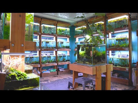 Видео: Магазин мечты Aquascaper | Подробный тур