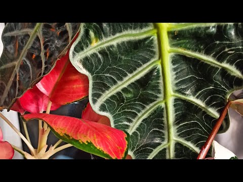 Видео: Обзор растений часть 1 (31.07.2024)