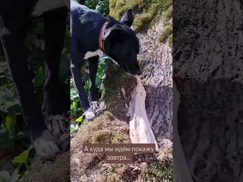 Видео: Интрига дня...