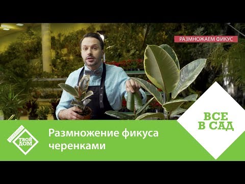 Видео: Размножение фикуса черенками
