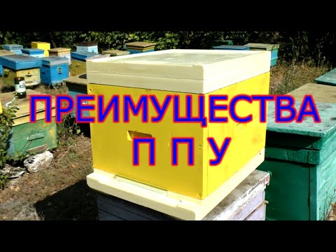 Видео: ПРЕИМУЩЕСТВА и НЕДОСТАТКИ улья ППУ.