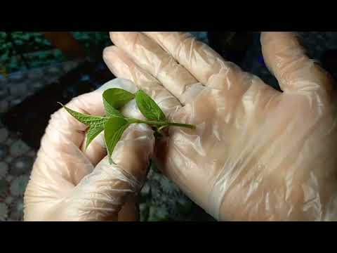 Видео: Как размножить метельчатые гортензии если нет маточных кустов! #черенкованиеметельчатойгортензии