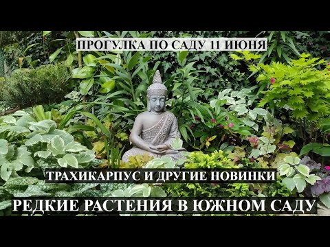 Видео: ОБЗОР САДА Прогулка по саду 11 июня  ЮЖНЫЙ САД | Трахикарпус / САД ЦВЕТЕТ /Новые растения в саду