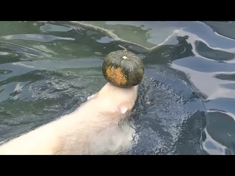 Видео: Медвежонок Ростик и тыква. За игрушки и еду смело я в воду пойду