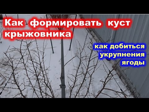 Видео: ОБРЕЗКА куста КРЫЖОВНИКА на укрупнение ягоды