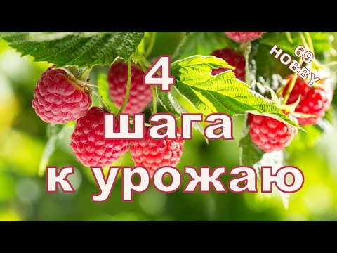Видео: Что нужно сделать с летней малиной после сбора ягод! 4 Важных правила