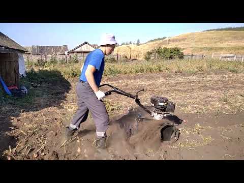Видео: Выкапывание картофеля мотокультиватором