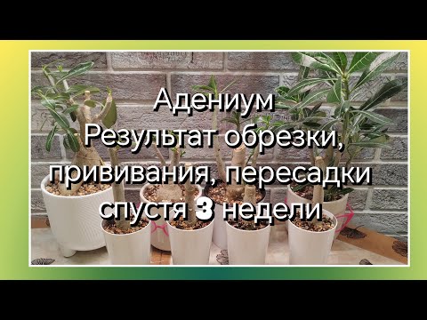 Видео: АДЕНИУМ | РЕЗУЛЬТАТ ОБРЕЗКИ, ПРИВИВАНИЯ, ПЕРЕСАДКИ СПУСТЯ 3 НЕДЕЛИ