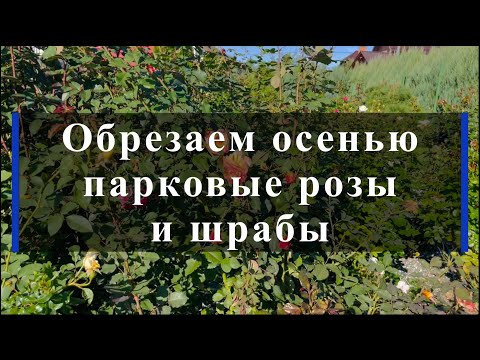 Видео: Обрезаем осенью парковые розы и шрабы. Питомник растений Е. Иващенко