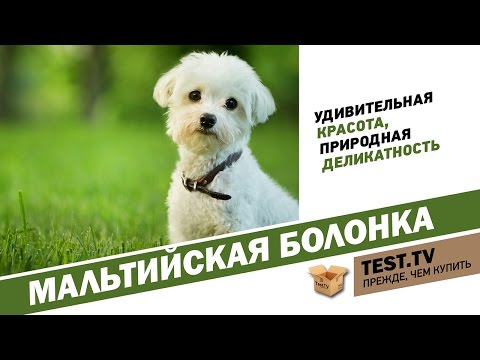 Видео: TEST.TV: Животные. Если нужен котопёс) -  Мальтийская болонка.