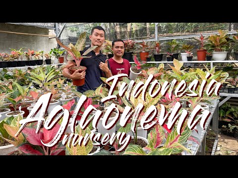 Видео: Экскурсия по питомнику красочных аглаонем в Индонезии — СОВЕТЫ ПО УХОДУ И ЭКСПЕРТНАЯ НАУЧНАЯ ИНФО...