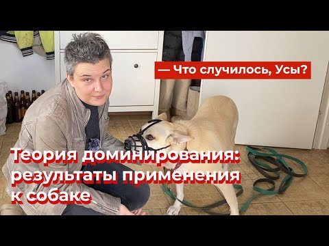 Видео: Что случилось, Усы? Теория доминирования