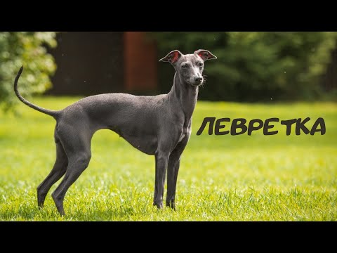 Видео: 124. Домашняя тренировка с Левреткой.