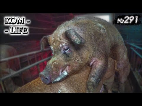 Видео: Свидание у Косолапого хряка!