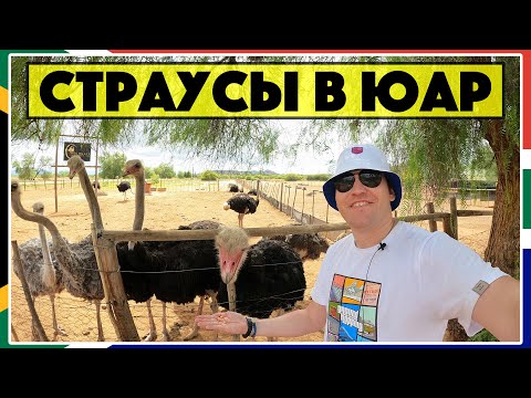 Видео: Страусы в ЮАР / Экскурсия по страусиной ферме / Дорожное путешествие по Южной Африке / ЮАР #6