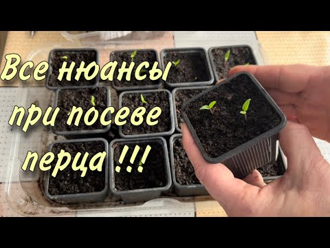 Видео: Сроки и посев перца в сезоне 2023.
