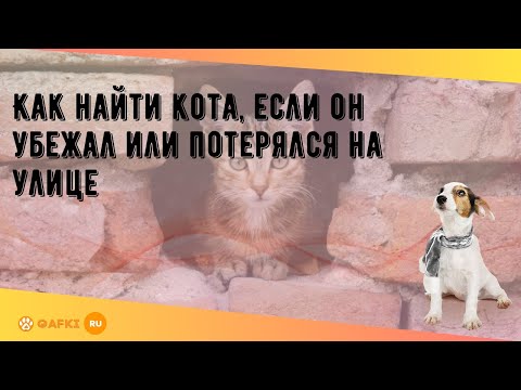 Видео: Как найти кота, если он убежал или потерялся на улице