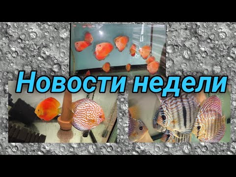 Видео: Итоги недели на разводне