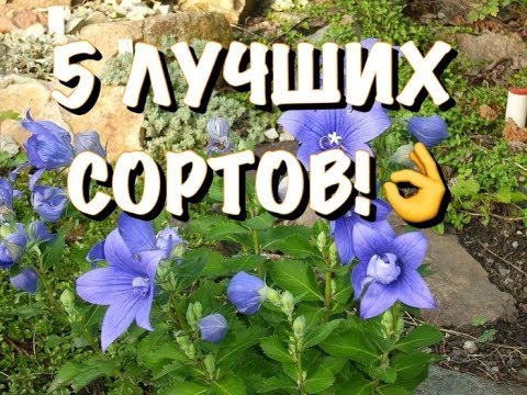 Видео: 5 РОСКОШНЫХ ПЛАТИКОДОНОВ! ДЕЛЮСЬ ОПЫТОМ!
