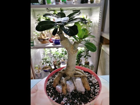 Видео: НЕСКОЛЬКО СОВЕТОВ по ПЕРЕСАДКЕ АДЕНИУМА.