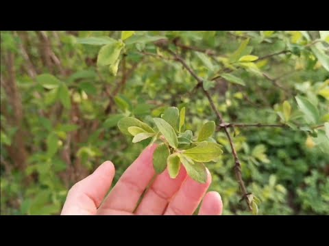 Видео: ASMR. Борщ, первые листья и небо 🌿☁️