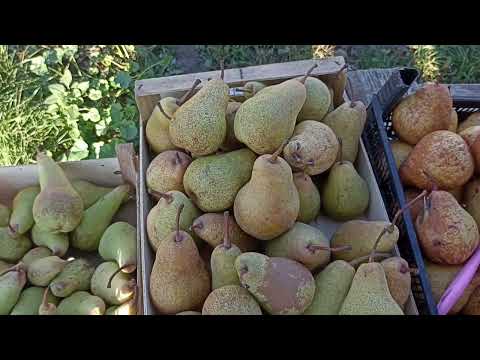 Видео: Огляд Осінніх сортів Груш 🍐