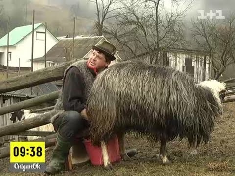 Видео: 'Мій путівник': село Колочава