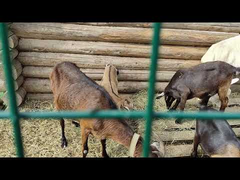 Видео: У меня худые козы. Отвечаю на комментарии.