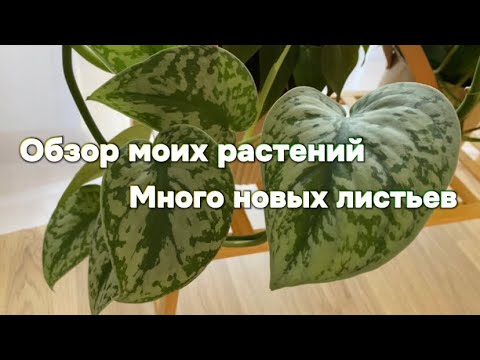 Видео: Как изменились мои растения, обзор растений