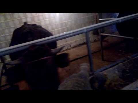 Видео: Стойло для быков и коров