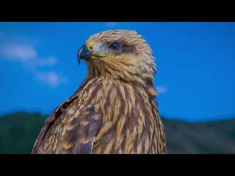 Видео: "ТУУЛГАН ЖЕРДИН ТОПУРАГЫ АЛТЫН". КЫРГЫЗСТАН.