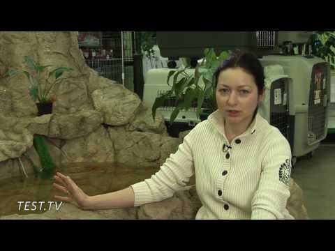 Видео: TEST.TV. Карп - рыба нежная. Учимся разводить!