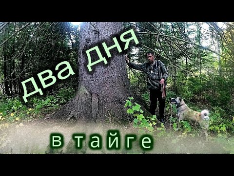 Видео: Два дня  в тайге.Два солонца.