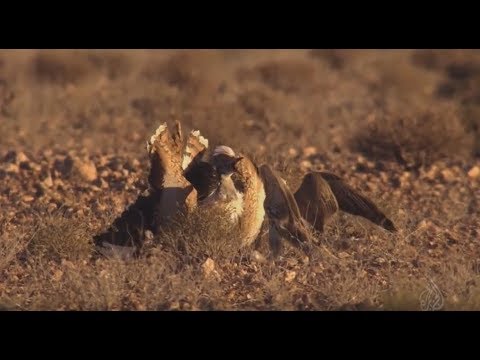 Видео: ОЧЕНЬ КРУТОЕ ВИДЕО!!! Охота с СОКОЛОМ БАЛОБАН (лат. Falco cherrug) hunting with a falcon