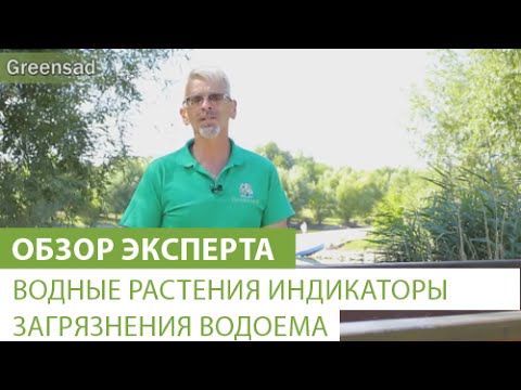 Видео: Водные растения индикаторы загрязнения водоема